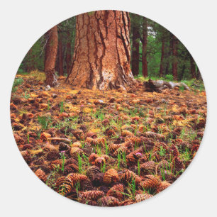 Alte Ponderosa mit Kiefernzapfen Runder Aufkleber