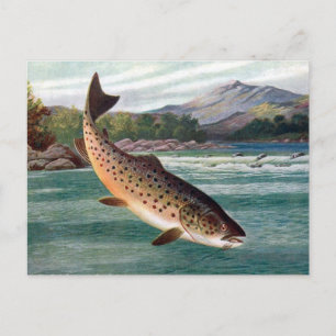 Alte Postkarte - Forelle