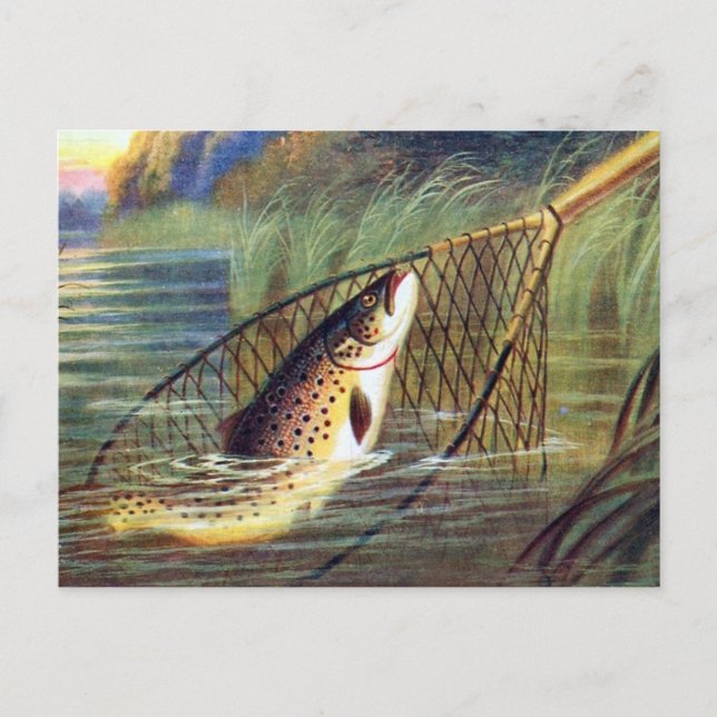 Alte Postkarte - Forelle (Vorderseite)