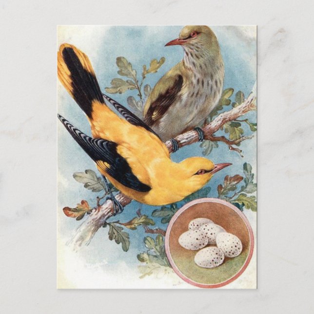 Alte Postkarte - Golden Oriole (Vorderseite)