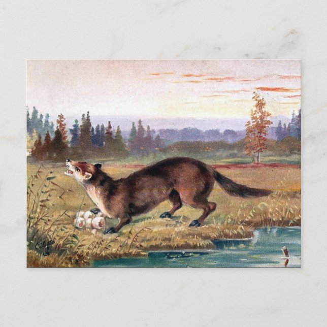 Alte Postkarte - Pine Marten (Vorderseite)