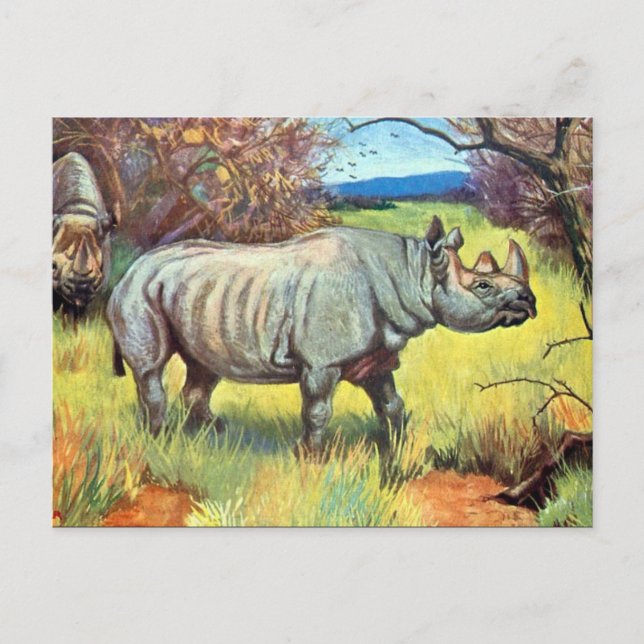 Alte Postkarte - Rhinoceros (Vorderseite)
