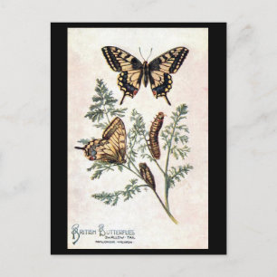 Alte Postkarte - Schlucken Schwanz