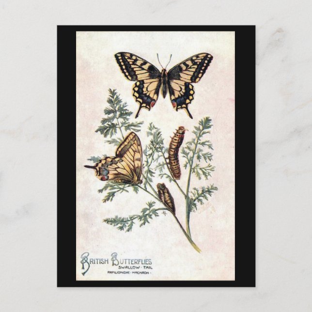 Alte Postkarte - Schlucken Schwanz (Vorderseite)