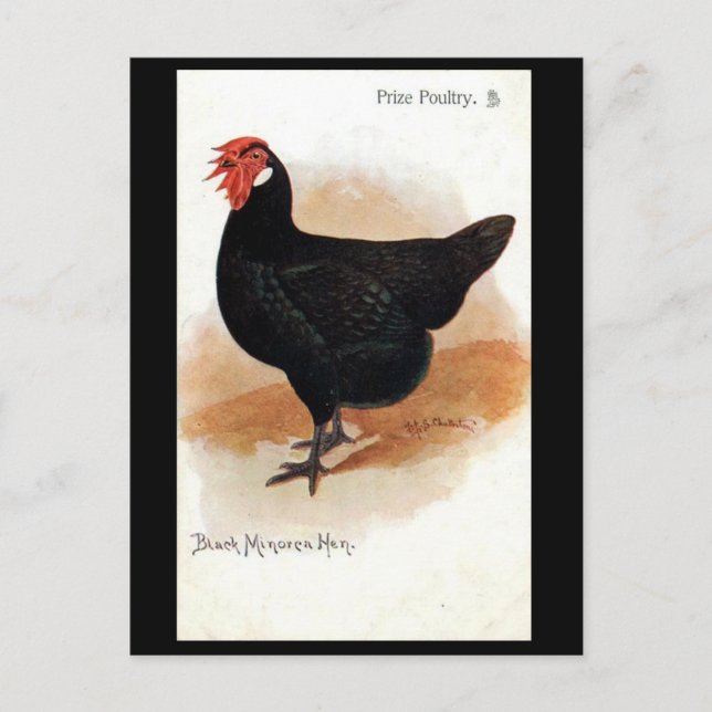 Alte Postkarte - Schwarze Minorca Hen (Vorderseite)