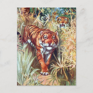 Alte Postkarte - Tiger