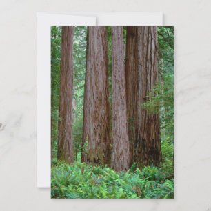Alte Redwoods Towering Dankeskarte