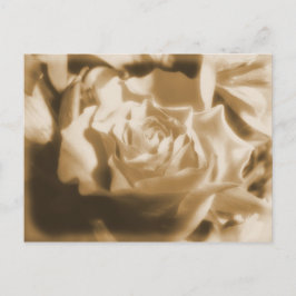 Alte Rose Postkarte