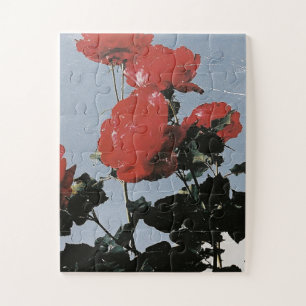 Alte rote Rosen gegen einen blauen Himmel