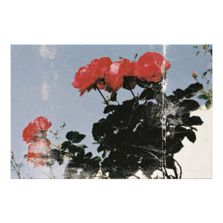 Alte rote Rosen gegen einen blauen Himmel Fotodruck