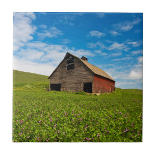 Alte, rote Scheune auf dem Gebiet der Kichererbsen Fliese