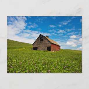 Alte, rote Scheune auf einem Feld mit Kichererbsen Postkarte