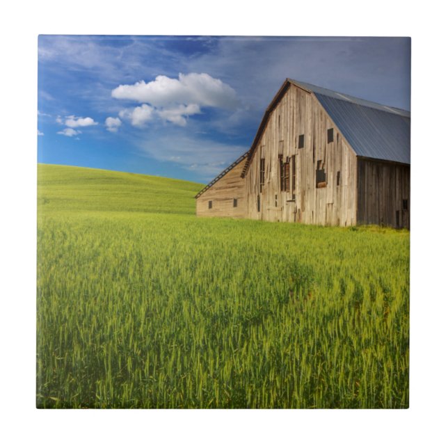 Alte Scheune auf einem Feld mit Sommerweizen Fliese (Vorderseite)