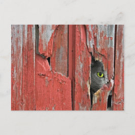 Alte Scheunen-Katze Postkarte