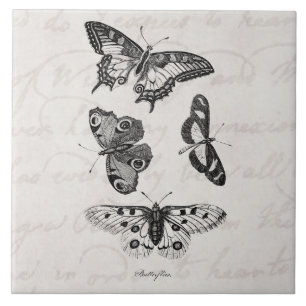 Alte Schmetterlingsillustration 1800er Schmetterli Fliese