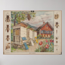 Alte schwedische Schulwandkarte - Bienen