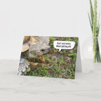 Alte Tortoise Alt Geburtstag