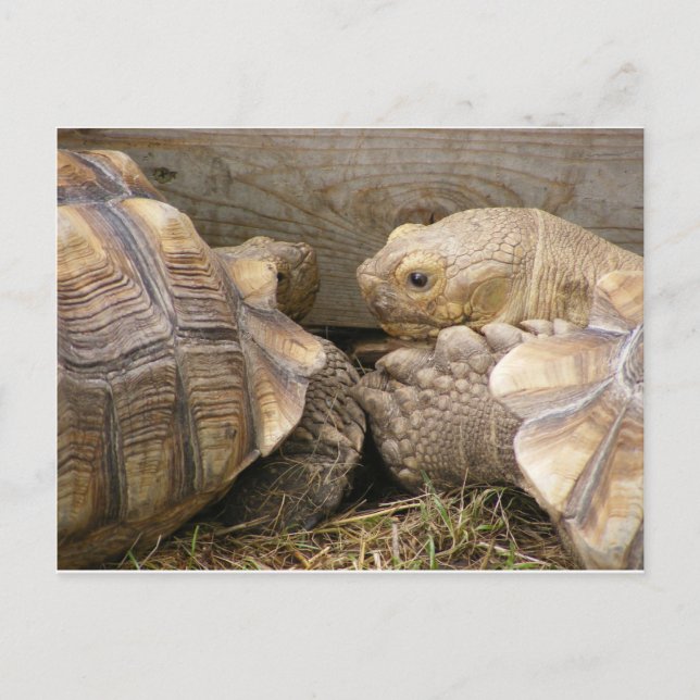 Alte Tratsch Postkarte (Vorderseite)