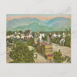 Alte Traubenernte Postkarte