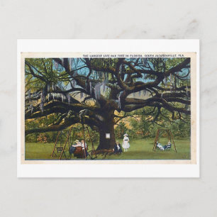 Alte Treaty Oak Jacksonville Florida Postkarte