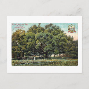 Alte Treaty Oak Jacksonville Florida Postkarte