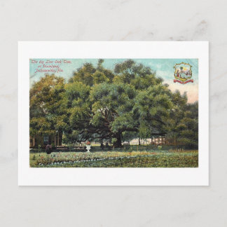 Alte Treaty Oak Jacksonville Florida Postkarte