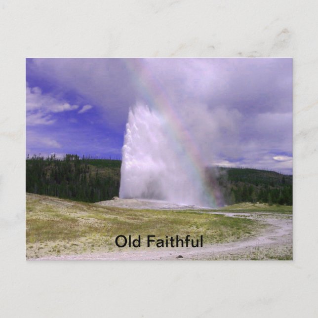 Alte Treue im Yellowstone Nationalpark Postkarte (Vorderseite)