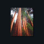 Alte, wachsende Sequoia-Redwood-Bäume Leinwanddruck<br><div class="desc">Jaynes Gallery / DanitaDelimont.com | USA,  Nordamerika,  Kalifornien | USA,  Kalifornien,  Sierra Nevada. Alte,  wachsende Sequoia Redwood Bäume in der Hohen Sierra. Anerkennung als: Christopher Talbot Frank / Jaynes Gallery / DanitaDelimont.com</div>