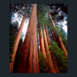 Alte, wachsende Sequoia-Redwood-Bäume Poster<br><div class="desc">Jaynes Gallery / DanitaDelimont.com | USA,  Nordamerika,  Kalifornien | USA,  Kalifornien,  Sierra Nevada. Alte,  wachsende Sequoia Redwood Bäume in der Hohen Sierra. Anerkennung als: Christopher Talbot Frank / Jaynes Gallery / DanitaDelimont.com</div>