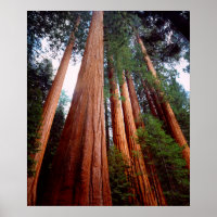 Alte, wachsende Sequoia-Redwood-Bäume