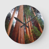 Alte, wachsende Sequoia-Redwood-Bäume