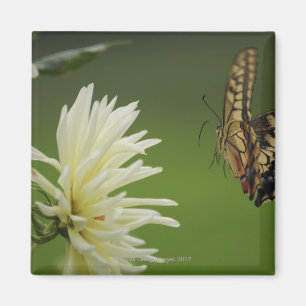 Alte WeltFrack-Fliegen Magnet