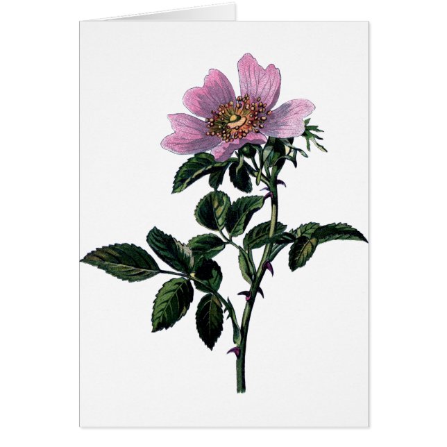 Alte Wilde Rose (Vorne)