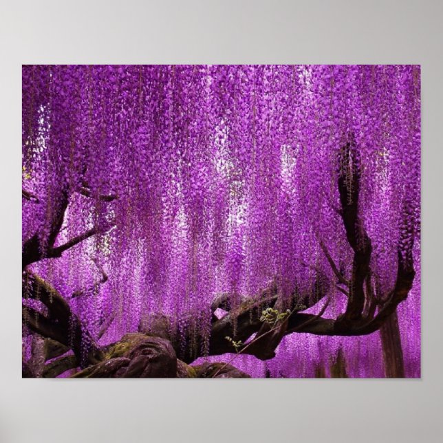 Alte Wisteria Lila Lavender Blume Plakat (Vorne)