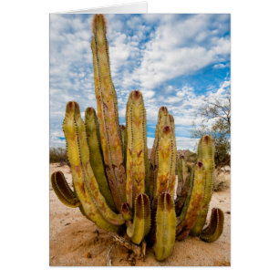Alten Mann Kaktusportrait, Mexiko