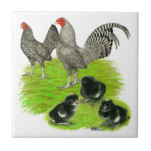 Altenglische Barred-Bantam-Familie Fliese