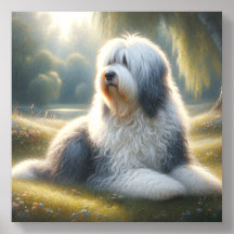 Altenglischer Schäferhund