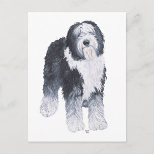 Altenglischer Schäferhund Postkarte