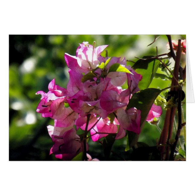 Alter 2 (Vorderseite (Horizontal))