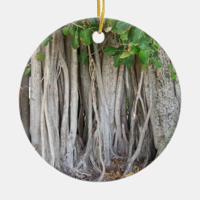 Alter alter Ficusbaum wurzelt Hintergrundbild Keramik Ornament (Vorne)