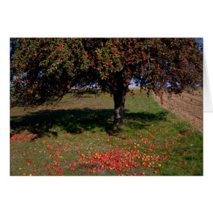 Alter Apfelbaum