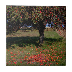 Alter Apfelbaum Fliese