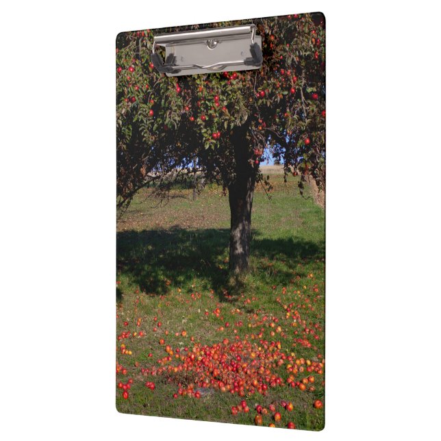 Alter Apfelbaum Klemmbrett (Links)