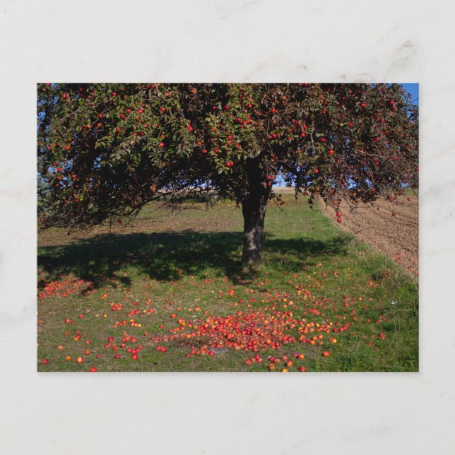 Alter Apfelbaum Postkarte (Vorderseite)
