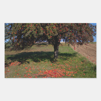 Alter Apfelbaum Rechteckiger Aufkleber