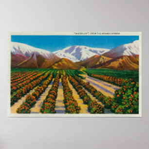 Alter Baldy Berg von den orange Waldungen Poster
