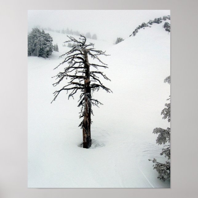 Alter Baum am Berg Bachelor Poster (Vorne)