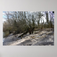 Alter Baum am Flussufer bei Nierstein in Deutschla