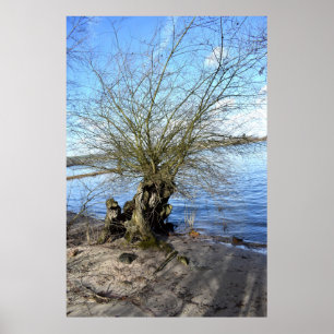 Alter Baum am Flussufer Poster