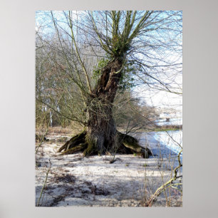 Alter Baum am Flussufer Poster